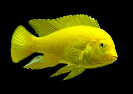 Цихлида Лимон (Labidochromis caeruleus) без черной окантовки